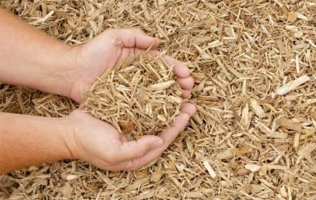 Le-paillis-de-Miscanthus-quels-avantages.jpg