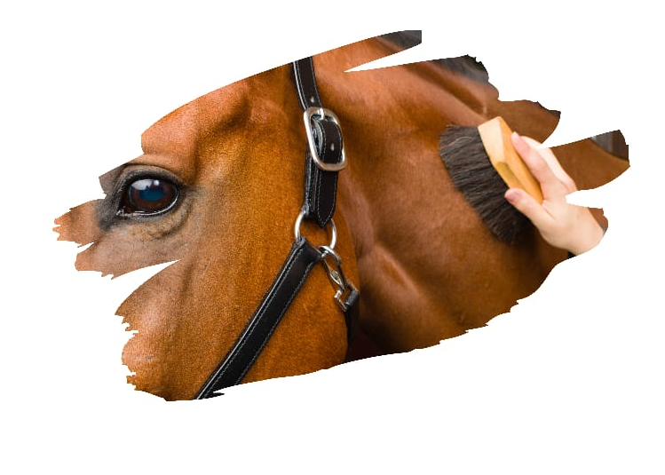 Affiche Colloque : La bientraitance du cheval de sport