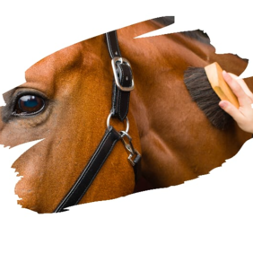 Capture d’écran 2026-03-20 151322.png