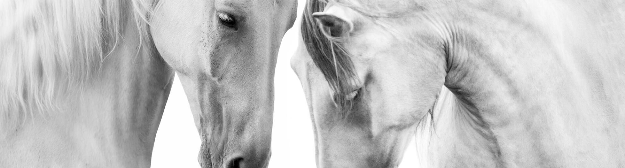 banner-equisfair.jpg