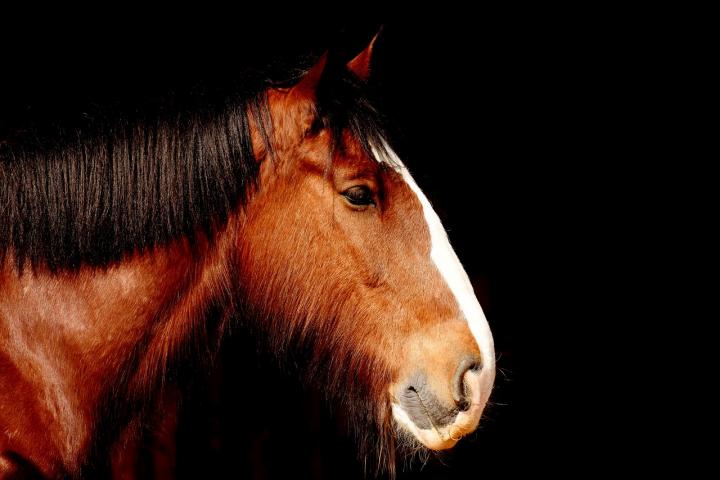 cheval fond noir 2.jpg