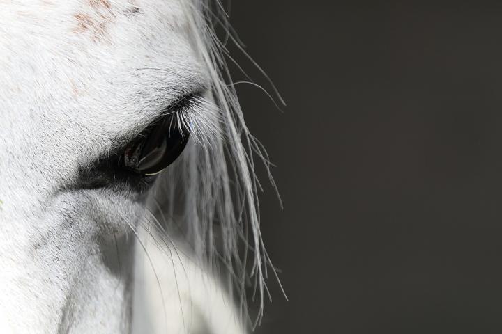cheval fond noir 3.jpg