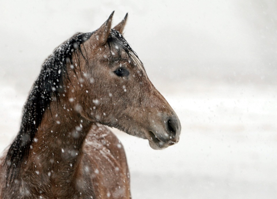 horse-422118_960_720_0.jpg