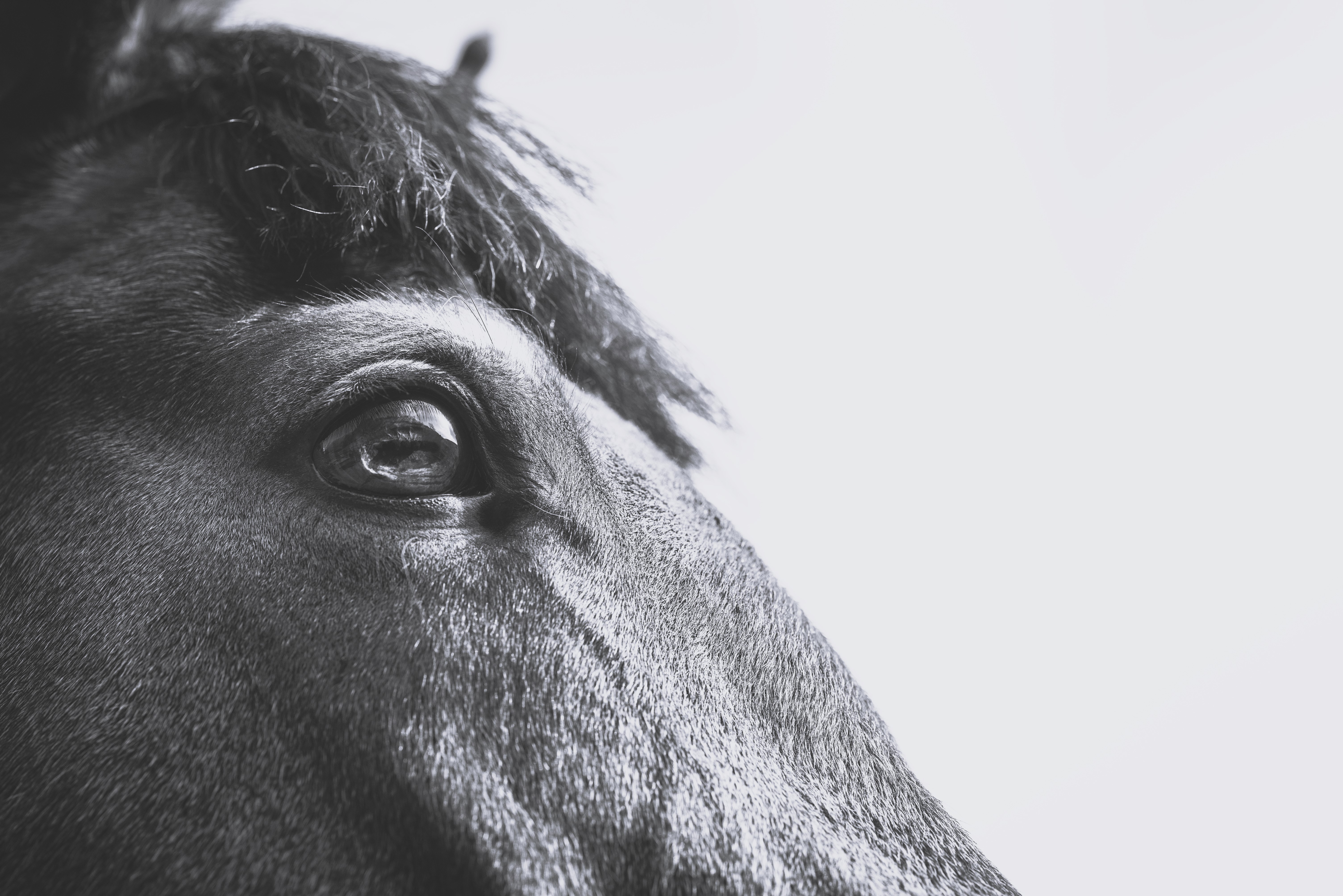 horse62072563.jpg